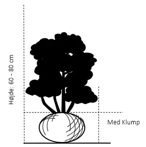 Kirsebærlaurbær 'Genolia' - Prunus laurocerasus 'Genolia' - Hækplanter Kirsebærlaurbær 'Genolia' - Prunus Laurocerasus 'Genolia' - Hækplanter -Plantetorvet 102 med klump 60 80 cm 66c0 1