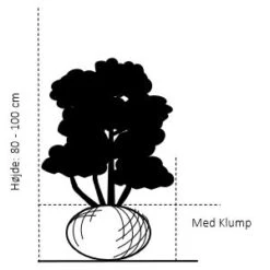 Hækthuja 'Brabant' - Thuja Occidentalis 'Brabant' - Hækplanter 7 Hækthuja 'Brabant' - Thuja Occidentalis 'Brabant' - Hækplanter -Plantetorvet 103 med klump 80 100 cm d27b 2
