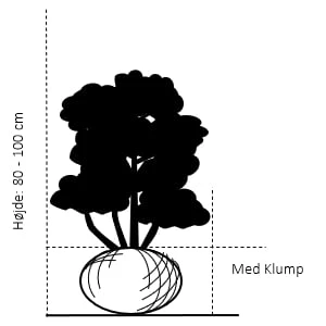 Kirsebærlaurbær 'Etna' Prunus Laurocerasus 'Etna' Med klump,- 80-100 cm. Kirsebærlaurbær 'Etna' Prunus Laurocerasus 'Etna' Med Klump,- 80-100 Cm. -Plantetorvet 103 med klump 80 100 cm d27b 4