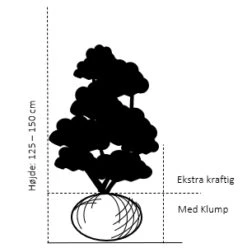 Søjletaks 'Rising Star' Taxus Media 'Rising Star' Med Klump,- 125-150 Cm. Ekstra Kraftige -Plantetorvet 105 med klump 125 150 cm ekstra kraftige 771d
