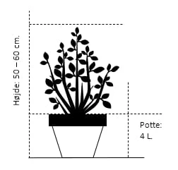 Syrisk Rose 'Woodbridge' Hibiscus Syriacus 'Woodbridge' Potte 4,0 liter,- 50-60 cm. Syrisk Rose 'Woodbridge' Hibiscus Syriacus 'Woodbridge' Potte 4,0 Liter,- 50-60 Cm. -Plantetorvet 1175 potte 4 0 liter 50 60 cm 4195 6