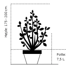 Nye udgivelser -Plantetorvet 120 potte 7 5 liter 175 200 cm f92f 3
