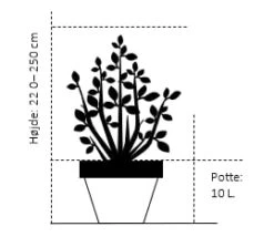 Koreansk Røn 'Dodong' Sorbus Hybrid 'Dodong' Potte 10 Liter 200-250 Cm. -Plantetorvet 123 potte 10 liter 200 250 cm 62cc 4