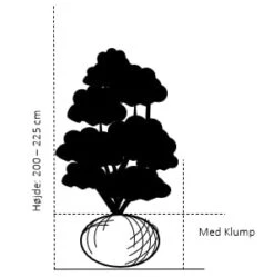 Storbladet Liguster Ligustrum Ovalifolium Med Klump,- 200-225 Cm. 3 Storbladet Liguster Ligustrum Ovalifolium Med Klump,- 200-225 Cm. -Plantetorvet 133 med klump 200 225 cm e4b6 1
