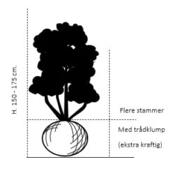 Seljerøn 'Brouwers' Sorbus Intermedia 'Brouwers' Flerstammet,- 150-175 Cm. Med Trådklump -Plantetorvet 1393 flerstammet 150 175 cm med traadklump 7b11 1