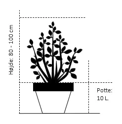 Kirsebærlaurbær 'Genolia' Prunus Laurocerasus 'Genolia' Potte 10 liter,- 80-100 cm. Kirsebærlaurbær 'Genolia' Prunus Laurocerasus 'Genolia' Potte 10 Liter,- 80-100 Cm. -Plantetorvet 142 potte 10 liter 80 100 cm a8a1 1
