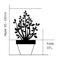 Magnolia Magnolia 'Black Tulip' Potte 10 liter,- 80-100 cm. Magnolia Magnolia 'Black Tulip' Potte 10 Liter,- 80-100 Cm. -Plantetorvet 142 potte 10 liter 80 100 cm a8a1