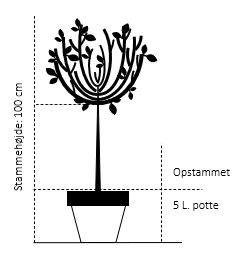 Hængepil Salix Caprea 'Kilmarnock' Opstammet 100 cm. 5 liter potte Hængepil Salix Caprea 'Kilmarnock' Opstammet 100 Cm. 5 Liter Potte -Plantetorvet 1451 opstammet 100 cm 5 liter potte b2fc
