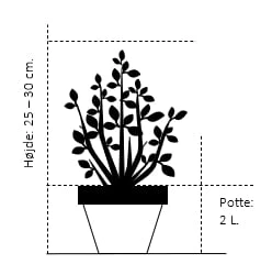 Spiræa 'Genpei' Spiraea Japonica 'Genpei' Potte 2,0 liter,- 25-30 cm. Spiræa 'Genpei' Spiraea Japonica 'Genpei' Potte 2,0 Liter,- 25-30 Cm. -Plantetorvet 161 potte 2 0 liter 25 30 cm b9bd 2