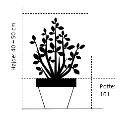 Japansk Dværgahorn Acer Palmatum Dissectum Potte 10 liter 40-50 cm. Japansk Dværgahorn Acer Palmatum Dissectum Potte 10 Liter 40-50 Cm. -Plantetorvet 183 potte 10 liter 40 50 cm f26a