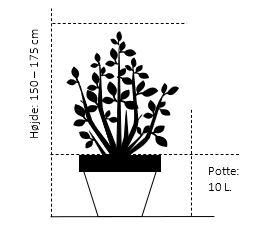 Judastræ 'Forest Pansy' Cercis Canadensis 'Forest Pansy' Potte 10 liter 150-175 cm. Judastræ 'Forest Pansy' Cercis Canadensis 'Forest Pansy' Potte 10 Liter 150-175 Cm. -Plantetorvet 184 potte 10 liter 150 175 cm 5641