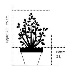 Benved' Marieke' Euonymus Japonica 'Marieke' Potte 2,0 liter,- 20-25 cm. Benved' Marieke' Euonymus Japonica 'Marieke' Potte 2,0 Liter,- 20-25 Cm. -Plantetorvet 193 potte 2 0 liter 20 25 cm 4ce4
