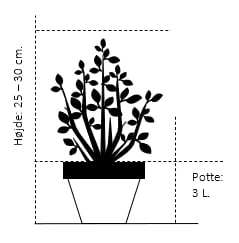 Nye udgivelser -Plantetorvet 194 potte 3 0 liter 25 30 cm 1ca1 4