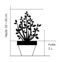 Syrisk Rose 'Hamabo' Hibiscus Syriacus 'Hamabo' Potte 2,0 Liter,- 30-40 Cm. -Plantetorvet 196 potte 2 0 liter 30 40 cm 6fcf 7