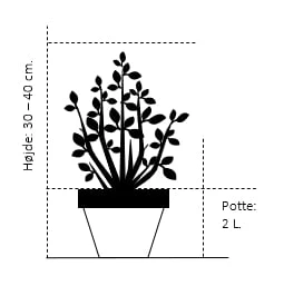 Glansmispel 'Red Robin' Photinia Fraseri 'Red Robin' Potte 2,0 liter,- 30-40 cm. Glansmispel 'Red Robin' Photinia Fraseri 'Red Robin' Potte 2,0 Liter,- 30-40 Cm. -Plantetorvet 196 potte 2 0 liter 30 40 cm 6fcf 9