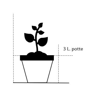 'Chili Clementine' Rosa X 'Chili Clementine' 3,0 liter potte 'Chili Clementine' Rosa X 'Chili Clementine' 3,0 Liter Potte -Plantetorvet 198 3 0 liter potte 21ae 5