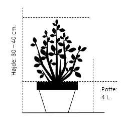 Spiræa 'Shirobana' Spiraea Japonica 'Shirobana' Potte 4,0 liter,- 30-40 cm. Spiræa 'Shirobana' Spiraea Japonica 'Shirobana' Potte 4,0 Liter,- 30-40 Cm. -Plantetorvet 206 potte 4 0 liter 30 40 cm ae94 3