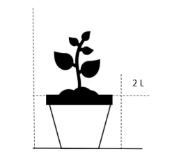 Rød Vårgyvel Cytisus Praecox 'Boskoop Ruby' Potte 2 Liter. -Plantetorvet 20 2 liter ac43