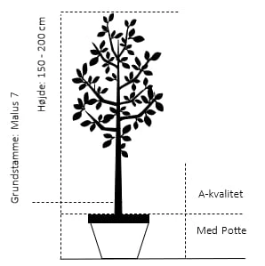 Æble 'Ahrista' Malus X 'Ahrista' 4-8 grene. 120-160 cm. Potte, (M7) Æble 'Ahrista' Malus X 'Ahrista' 4-8 Grene. 120-160 Cm. Potte, (M7) -Plantetorvet 30 potte a kvalitet m7 hoejde 150 200 cm 3c37 3
