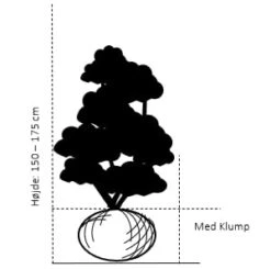 Hækthuja 'Brabant' Thuja Occidentalis 'Brabant' Med Klump,- 150-175 Cm. -Plantetorvet 363 med klump 150 175 cm 03e4 13