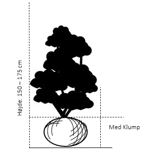 Tulipantræ Liriodendron Tulipifera Med klump,- 150-175 cm. Tulipantræ Liriodendron Tulipifera Med Klump,- 150-175 Cm. -Plantetorvet 363 med klump 150 175 cm 03e4 17