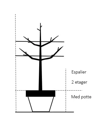 Æble 'Filippa' Malus X 'Filippa' Espalier 2 etager,- med potte Æble 'Filippa' Malus X 'Filippa' Espalier 2 Etager,- Med Potte -Plantetorvet 36 espalier 2 etager med potte df79 4