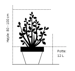 'Mme Lemoine' Syringa Vul, 'Mme. Lemoine' (storblomstrende) Potte 12 liter,- 80-100 cm. 'Mme Lemoine' Syringa Vul, 'Mme. Lemoine' (storblomstrende) Potte 12 Liter,- 80-100 Cm. -Plantetorvet 374 potte 12 liter 80 100 cm 2f85 1