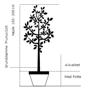 Sødkirsebær 'Skeena' - Selvbestøvende Prunus X 'Skeena' - Selvbestøvende 4-8 grene, 130-170 cm. 10 liter potte (Colt) Sødkirsebær 'Skeena' - Selvbestøvende Prunus X 'Skeena' - Selvbestøvende 4-8 Grene, 130-170 Cm. 10 Liter Potte (Colt) -Plantetorvet 37 potte a kvalitet colt hoejde 150 200 cm 2079 4