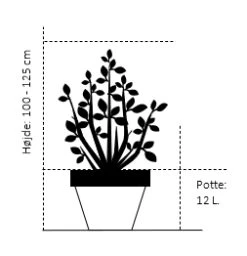 Gul Bredbladet Liguster Ligustrum Ovalifolium 'Aureum' Potte 12 Liter,- 100-125 Cm. -Plantetorvet 385 potte 12 liter 100 125 cm 35f1 4
