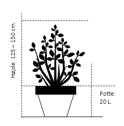 Japansk Løn Acer Palmatum 'Osakazuki' Potte 20 liter,- 125-150 cm. Japansk Løn Acer Palmatum 'Osakazuki' Potte 20 Liter,- 125-150 Cm. -Plantetorvet 409 potte 20 liter 125 150 cm ac9f