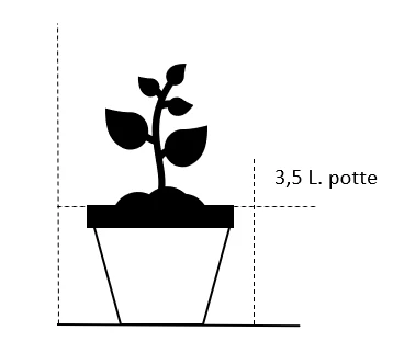 Ribs 'Rolan' Ribes Rubrum 'Rolan' 3,5 liter potte Ribs 'Rolan' Ribes Rubrum 'Rolan' 3,5 Liter Potte -Plantetorvet 42 3 5 liter potte cb7d 45