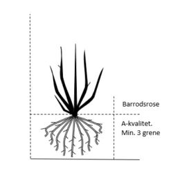 Nye udgivelser -Plantetorvet 451 a kvalitet barrods roser min 3 grene 050d 114