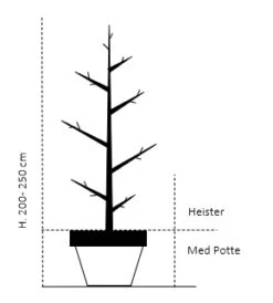 Almindelig Valnød Juglans Regia Heister 200-250 Cm. Med Potte -Plantetorvet 458 heister 200 250 cm med potte 865a