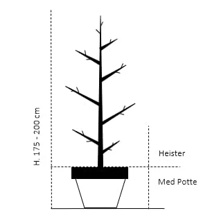 Tarmvridrøn Sorbus Torminalis Heister 175-200 cm. Med potte Tarmvridrøn Sorbus Torminalis Heister 175-200 Cm. Med Potte -Plantetorvet 468 heister 175 200 cm med potte e7be 25