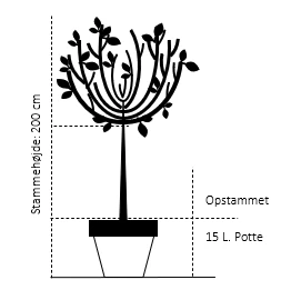 Tibetansk Og Kuglekirsebær Prunus Serrula Frt. 'Globosa' Opstammet,- Potte 15 liter,- 200 cm. stamme Tibetansk Og Kuglekirsebær Prunus Serrula Frt. 'Globosa' Opstammet,- Potte 15 Liter,- 200 Cm. Stamme -Plantetorvet 486 opstammet potte 15 liter 200 cm stamme 0b59