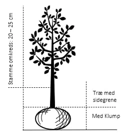 Æble 'Rubinola' Malus X 'Rubinola' Træ med sidegrene,- stammeomkreds 20-25 cm. med klump Æble 'Rubinola' Malus X 'Rubinola' Træ Med Sidegrene,- Stammeomkreds 20-25 Cm. Med Klump -Plantetorvet 515 trae med sidegrene stammeomkreds 20 25 cm med klump 28ee 1