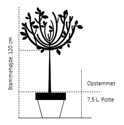 Alpeguldregn Laburnum Alpinum Opstammet 120 cm. 7,5 liter potte Alpeguldregn Laburnum Alpinum Opstammet 120 Cm. 7,5 Liter Potte -Plantetorvet 533 opstammet 120 cm 7 5 liter potte 9c44 2