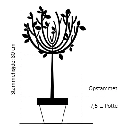 Benved 'Emerald Gold' Euonymus Fortunei 'Emerald Gold' Opstammet 80 cm. 7,5 liter potte Benved 'Emerald Gold' Euonymus Fortunei 'Emerald Gold' Opstammet 80 Cm. 7,5 Liter Potte -Plantetorvet 537 opstammet 80 cm 7 5 liter potte e244 3