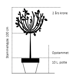Dværg Syren 'Palibin' Syringa Meyeri 'Palibin' Opstammet 100 cm. 10 liter potte,- 2 års krone Dværg Syren 'Palibin' Syringa Meyeri 'Palibin' Opstammet 100 Cm. 10 Liter Potte,- 2 års Krone -Plantetorvet 560 opstammet 100 cm 10 liter potte 2 aars krone d0d1