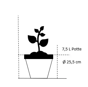 Søjletaks'Rising Star' - Taxus media 'Rising Star' - Hækplanter Søjletaks'Rising Star' - Taxus Media 'Rising Star' - Hækplanter -Plantetorvet 56 7 5 liter potte f5d5 1