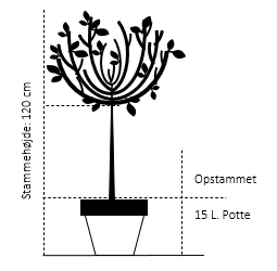 Purpurpil Salix Integra 'Pendula' Opstammet 120 cm. 15 liter potte Purpurpil Salix Integra 'Pendula' Opstammet 120 Cm. 15 Liter Potte -Plantetorvet 574 opstammet 120 cm 15 liter potte c7af