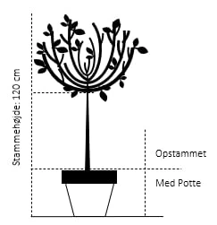 Rødbladet Japansk Kirsebær 'Royal Burgundy' Prunus Serrulata 'Royal Burgundy' Opstammet 120 cm. med potte Rødbladet Japansk Kirsebær 'Royal Burgundy' Prunus Serrulata 'Royal Burgundy' Opstammet 120 Cm. Med Potte -Plantetorvet 57 opstammet 120 cm med potte f086 7