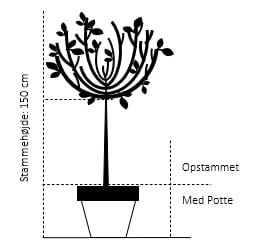 Hængende Hjertetræ Cercidiphyllum Japonicum 'Pendulum' Opstammet 150 cm. med potte Hængende Hjertetræ Cercidiphyllum Japonicum 'Pendulum' Opstammet 150 Cm. Med Potte -Plantetorvet 58 opstammet 150 cm med potte da90 2