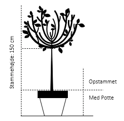 Hængende Japansk Kirsebær 'Kiku-Shidare-Sakura' Prunus Serrulata 'Kiku-shidare-sakura' Opstammet 150 cm. med potte Hængende Japansk Kirsebær 'Kiku-Shidare-Sakura' Prunus Serrulata 'Kiku-shidare-sakura' Opstammet 150 Cm. Med Potte -Plantetorvet 58 opstammet 150 cm med potte da90