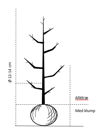Spidsløn 'Cleveland' Acer Platanoides 'Cleveland' Alletræ, Stammeomkreds 12-14 cm. med klump Spidsløn 'Cleveland' Acer Platanoides 'Cleveland' Alletræ, Stammeomkreds 12-14 Cm. Med Klump -Plantetorvet 607 alletrae stammeomkreds 12 14 cm med klump 7495