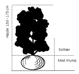 Vrietorn Rhamnus Catharticus Solitær busk 150-175 cm. - med klump Vrietorn Rhamnus Catharticus Solitær Busk 150-175 Cm. - Med Klump -Plantetorvet 608 solitaer busk 150 175 cm med klump bb10 3