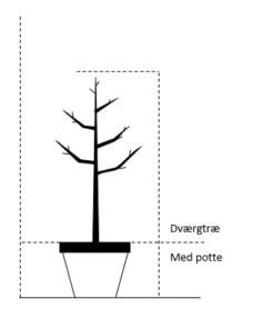 Æble 'Rosette' Malus X 'Rosette' Dværgtræ, 3-5 Grene, 6,7 Liter Potte, 80-100 Cm. -Plantetorvet 64 dvaergtrae med potte 72d8 4