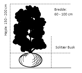 Naur Acer Campestre Solitær busk 150-200 cm. høj,- 60-100 cm. bred. Naur Acer Campestre Solitær Busk 150-200 Cm. Høj,- 60-100 Cm. Bred. -Plantetorvet 669 solitaer busk 150 200 cm hoej 60 100 cm bred 3137