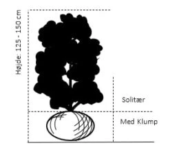 Smalbladet Sølvblad Elaeagnus Angustifolia Solitær Busk 125-150 Cm., Med Klump 3 Smalbladet Sølvblad Elaeagnus Angustifolia Solitær Busk 125-150 Cm., Med Klump -Plantetorvet 670 solitaer busk 125 150 cm med klump 81eb 4