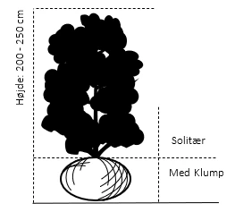 Paradisæble 'Golden Henry' Malus 'Golden Henry' Solitær busk 200-250 cm., med klump Paradisæble 'Golden Henry' Malus 'Golden Henry' Solitær Busk 200-250 Cm., Med Klump -Plantetorvet 672 solitaer busk 200 250 cm med klump 693f